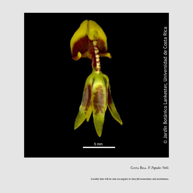 Sigmatostalix poikilostalix